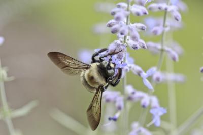 Allergie aux abeilles à Rueil Malmaison