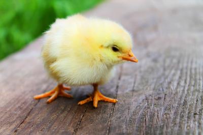 allergie aux plumes à Rueil Malmaison